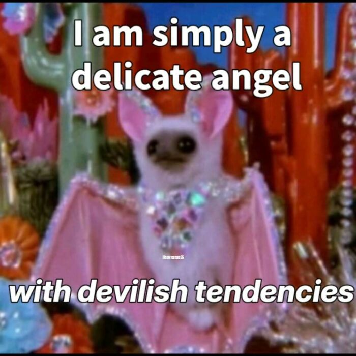 77 Cat Memes You Will Probably Want To Send To Someone Special
