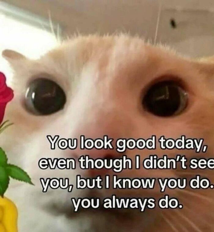 77 Cat Memes You Will Probably Want To Send To Someone Special