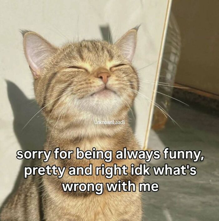77 Cat Memes You Will Probably Want To Send To Someone Special