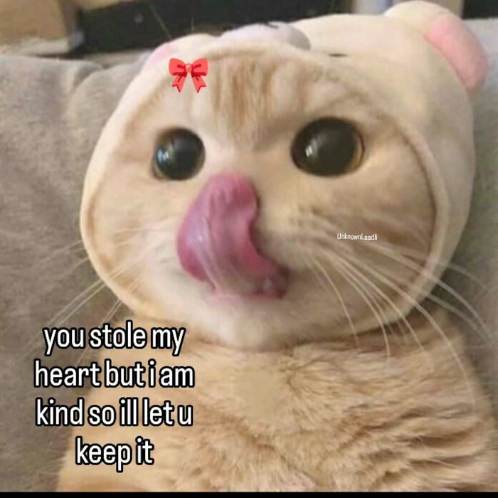 77 Cat Memes You Will Probably Want To Send To Someone Special