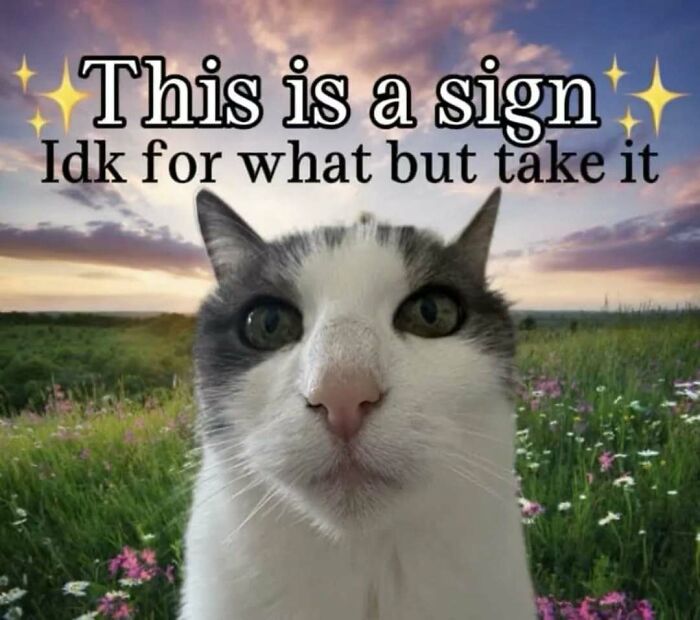 77 Cat Memes You Will Probably Want To Send To Someone Special