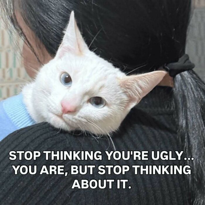 77 Cat Memes You Will Probably Want To Send To Someone Special