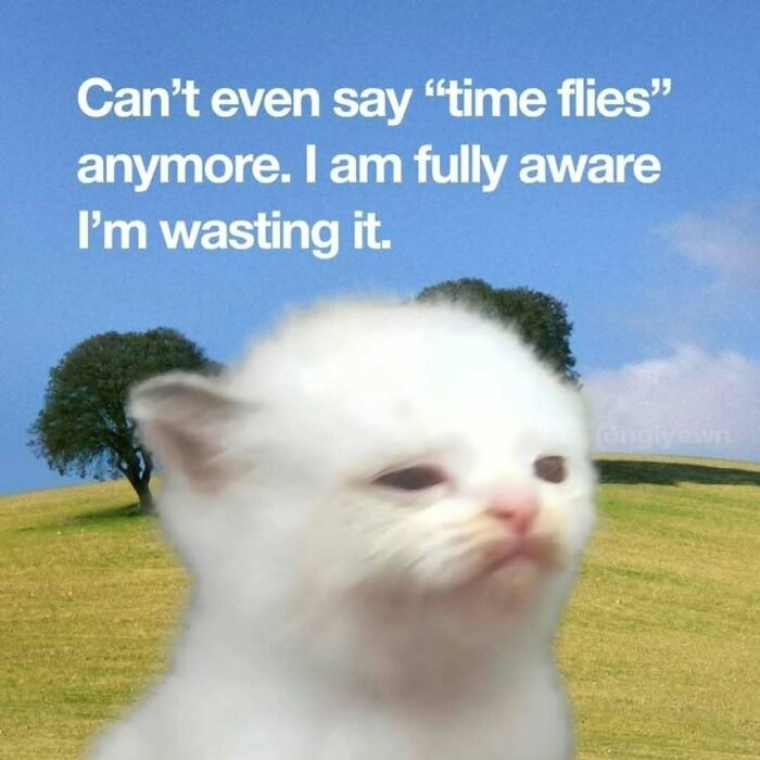 77 Cat Memes You Will Probably Want To Send To Someone Special