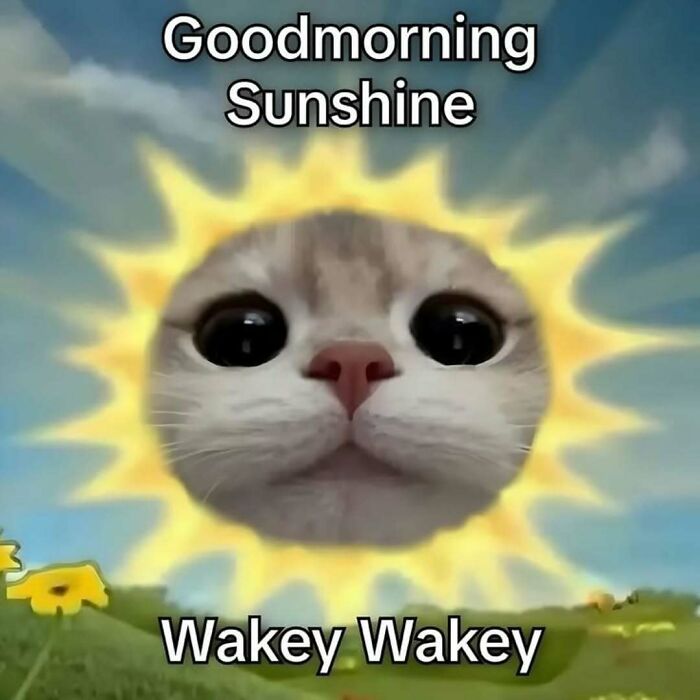 77 Cat Memes You Will Probably Want To Send To Someone Special