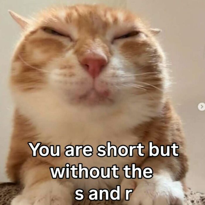 77 Cat Memes You Will Probably Want To Send To Someone Special