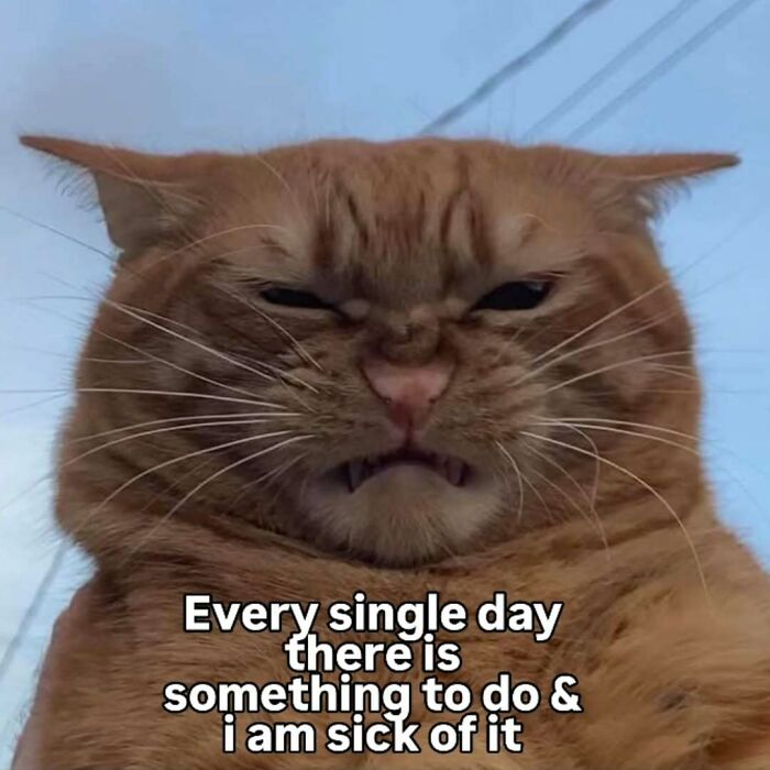 77 Cat Memes You Will Probably Want To Send To Someone Special