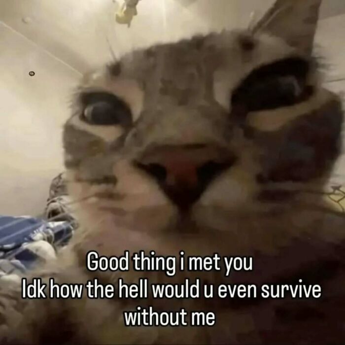 77 Cat Memes You Will Probably Want To Send To Someone Special