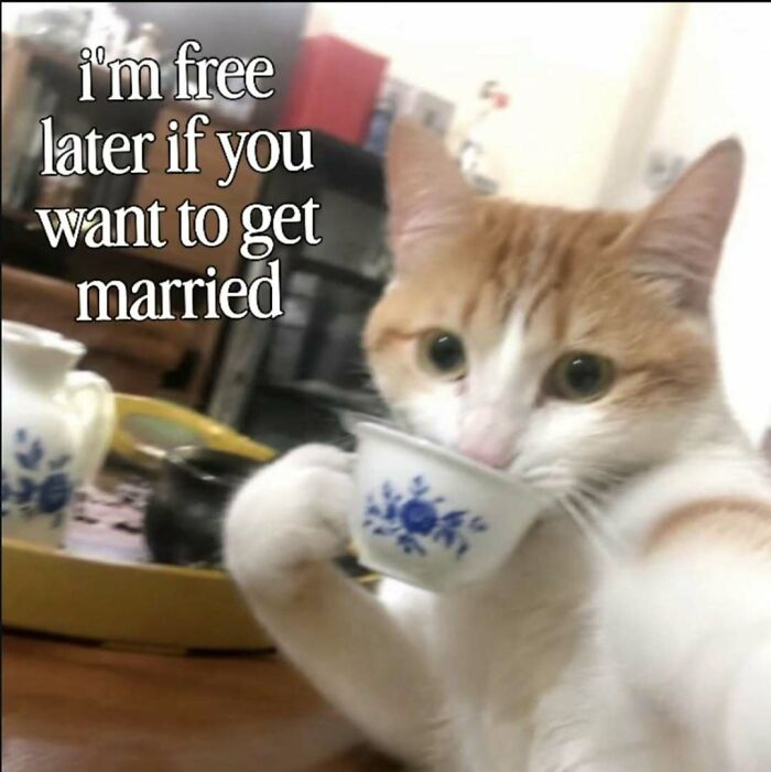 77 Cat Memes You Will Probably Want To Send To Someone Special