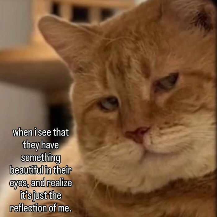 77 Cat Memes You Will Probably Want To Send To Someone Special