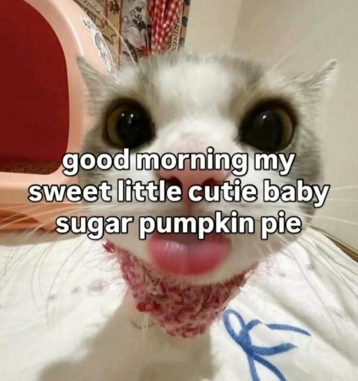 77 Cat Memes You Will Probably Want To Send To Someone Special