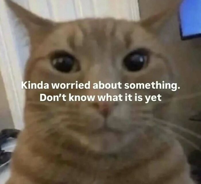77 Cat Memes You Will Probably Want To Send To Someone Special