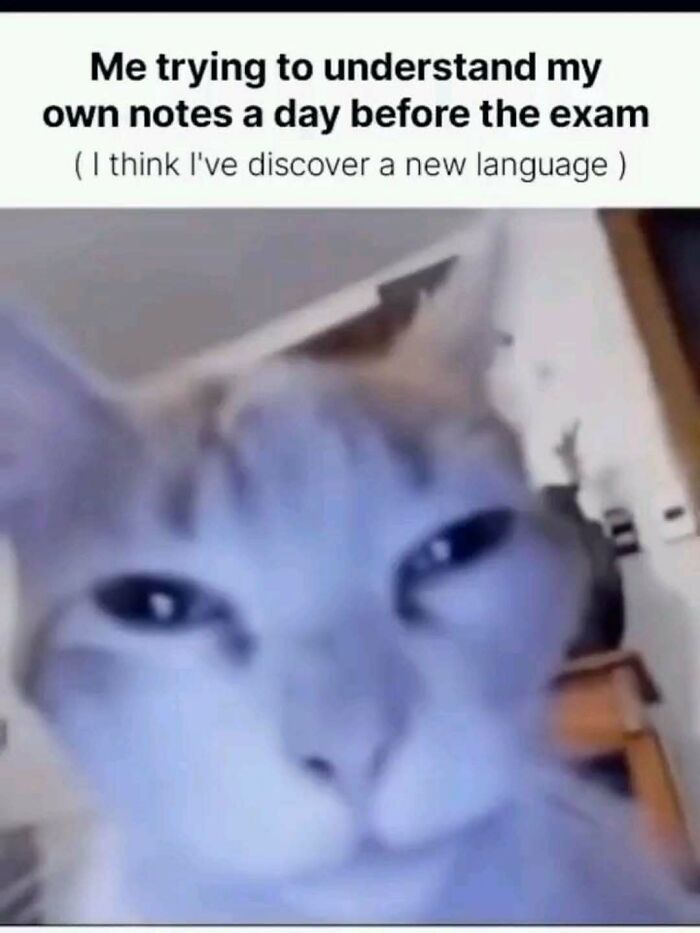 77 Cat Memes You Will Probably Want To Send To Someone Special