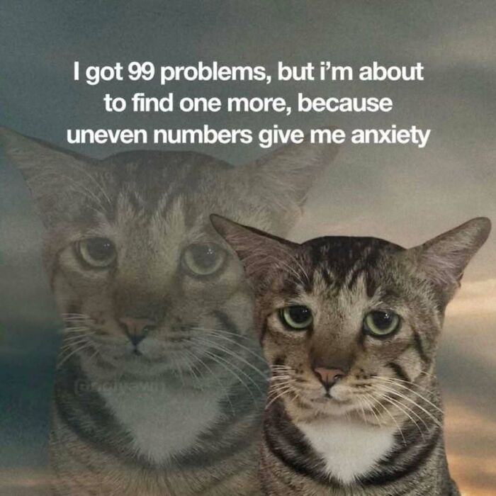 77 Cat Memes You Will Probably Want To Send To Someone Special