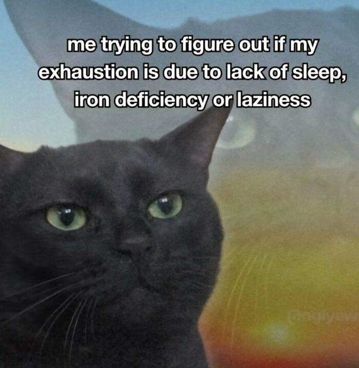 77 Cat Memes You Will Probably Want To Send To Someone Special