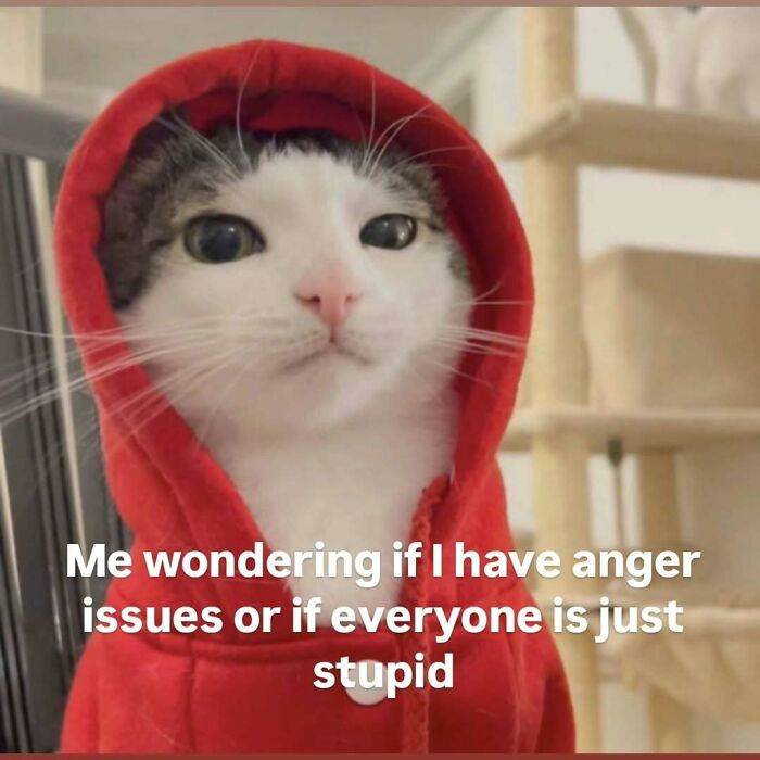 77 Cat Memes You Will Probably Want To Send To Someone Special