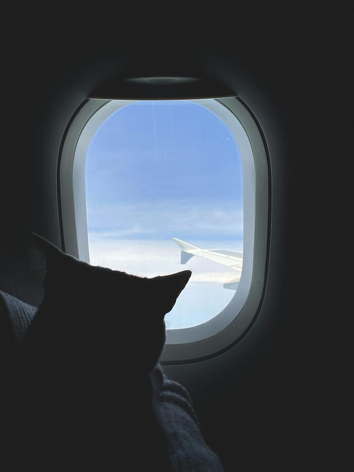 39 Unhinged Things Cabin Crew Had To Actually Deal With