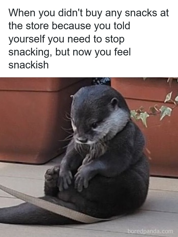 134 Funny And Adorable Animal Memes To Turn Your Day Around