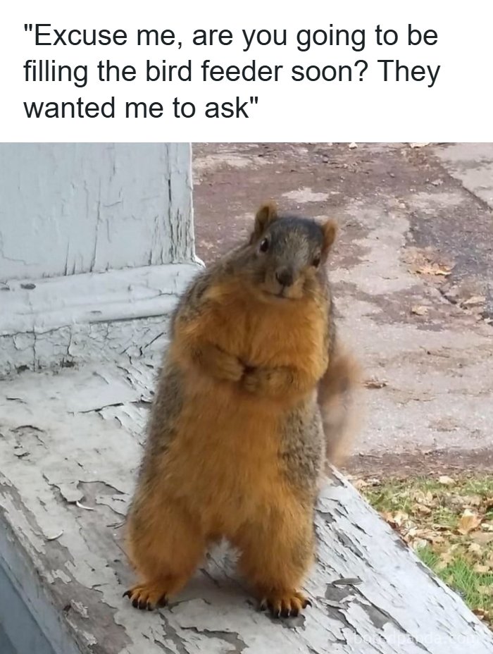 134 Funny And Adorable Animal Memes To Turn Your Day Around