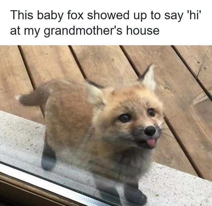 134 Funny And Adorable Animal Memes To Turn Your Day Around