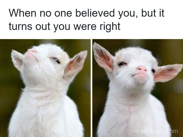 134 Funny And Adorable Animal Memes To Turn Your Day Around
