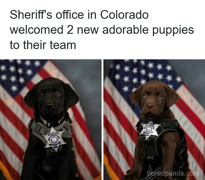 134 Funny And Adorable Animal Memes To Turn Your Day Around