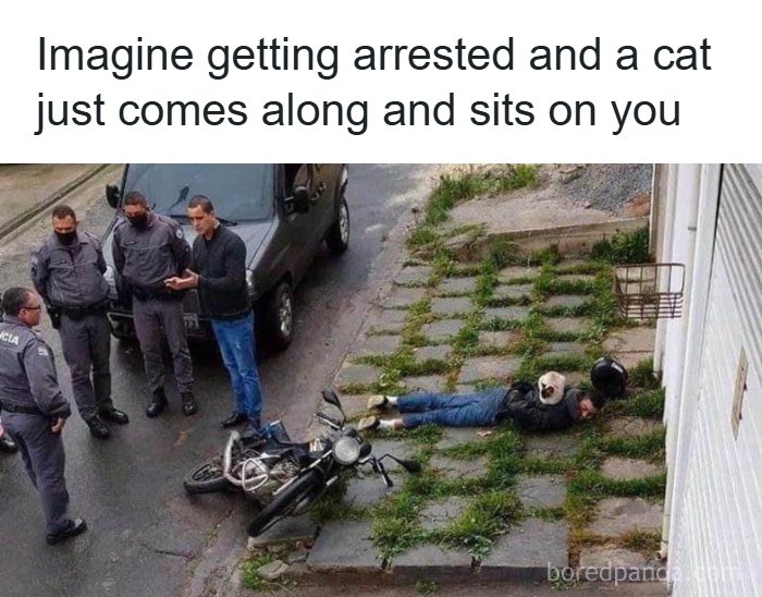 134 Funny And Adorable Animal Memes To Turn Your Day Around