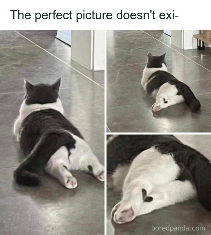 134 Funny And Adorable Animal Memes To Turn Your Day Around