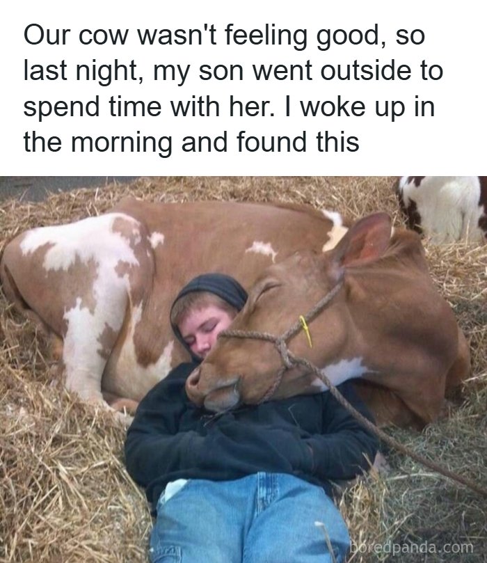 134 Funny And Adorable Animal Memes To Turn Your Day Around