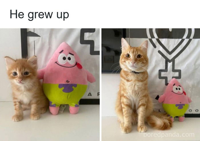 134 Funny And Adorable Animal Memes To Turn Your Day Around