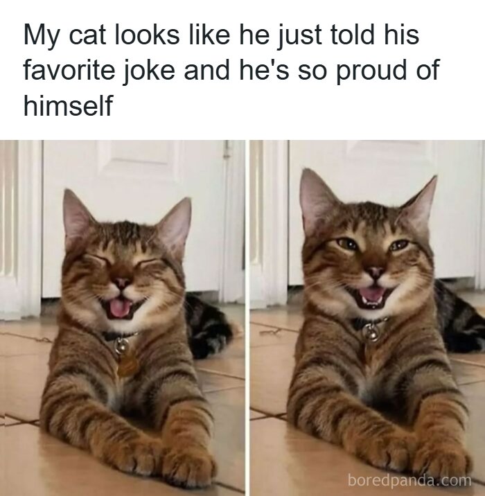 134 Funny And Adorable Animal Memes To Turn Your Day Around