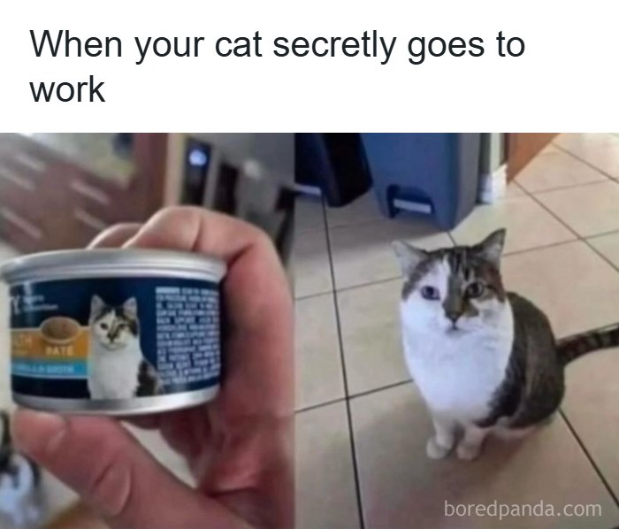 134 Funny And Adorable Animal Memes To Turn Your Day Around