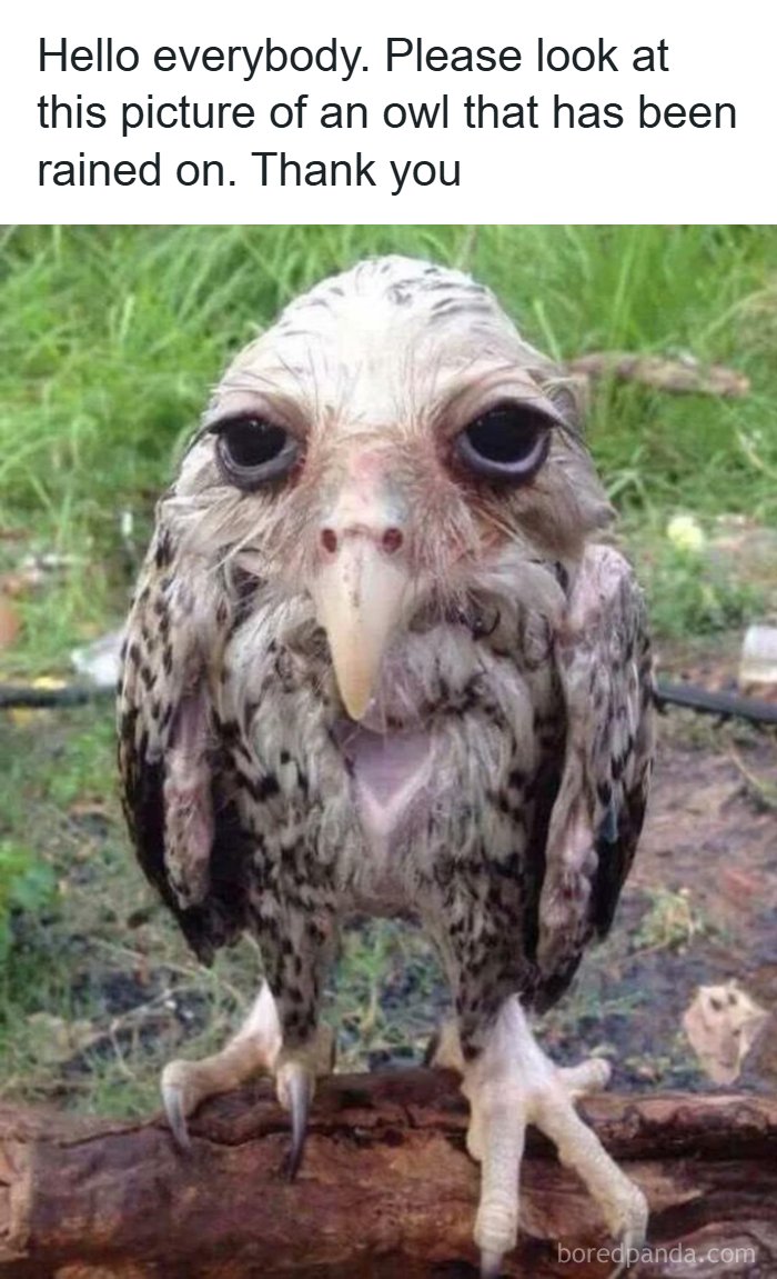 134 Funny And Adorable Animal Memes To Turn Your Day Around