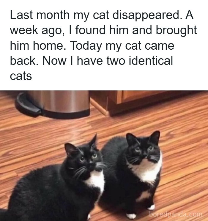 134 Funny And Adorable Animal Memes To Turn Your Day Around