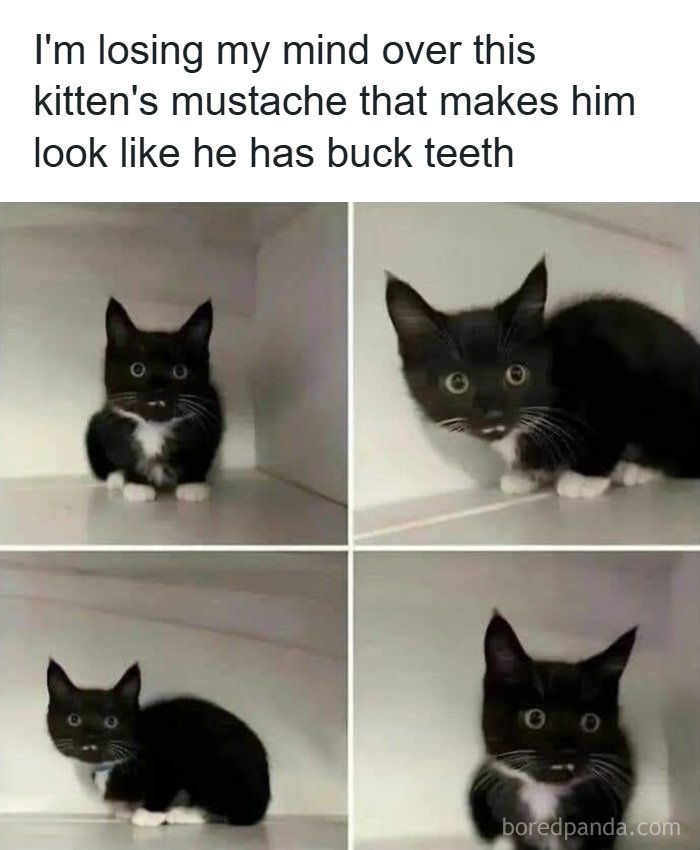 134 Funny And Adorable Animal Memes To Turn Your Day Around