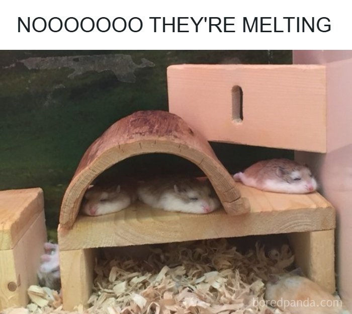 134 Funny And Adorable Animal Memes To Turn Your Day Around