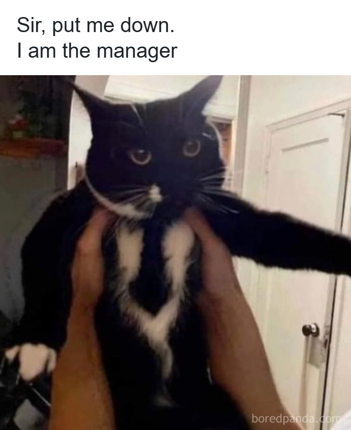 134 Funny And Adorable Animal Memes To Turn Your Day Around