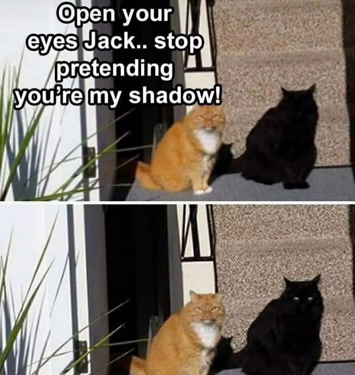 134 Funny And Adorable Animal Memes To Turn Your Day Around