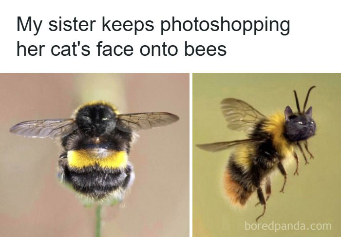 134 Funny And Adorable Animal Memes To Turn Your Day Around