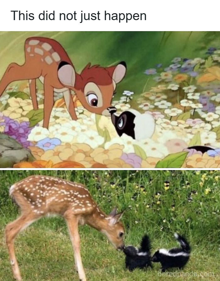 134 Funny And Adorable Animal Memes To Turn Your Day Around
