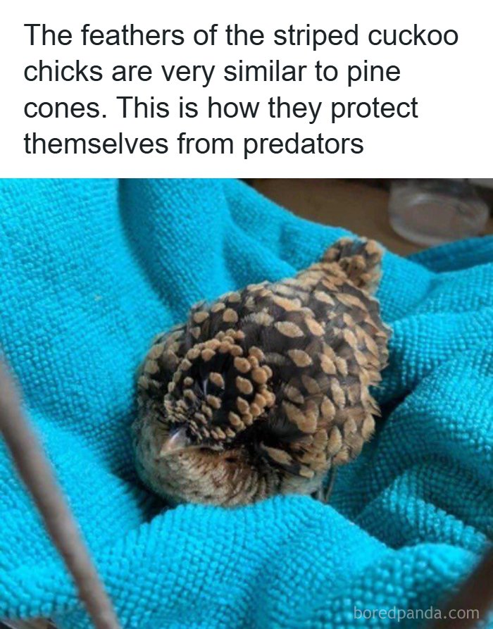 134 Funny And Adorable Animal Memes To Turn Your Day Around