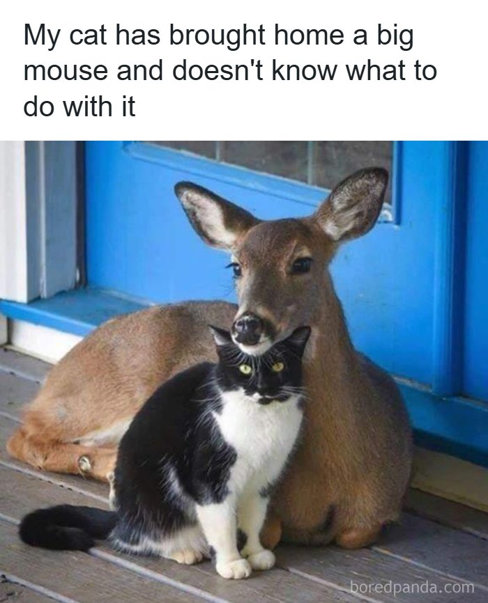 134 Funny And Adorable Animal Memes To Turn Your Day Around