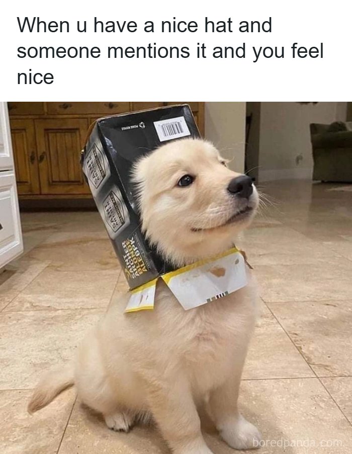 134 Funny And Adorable Animal Memes To Turn Your Day Around