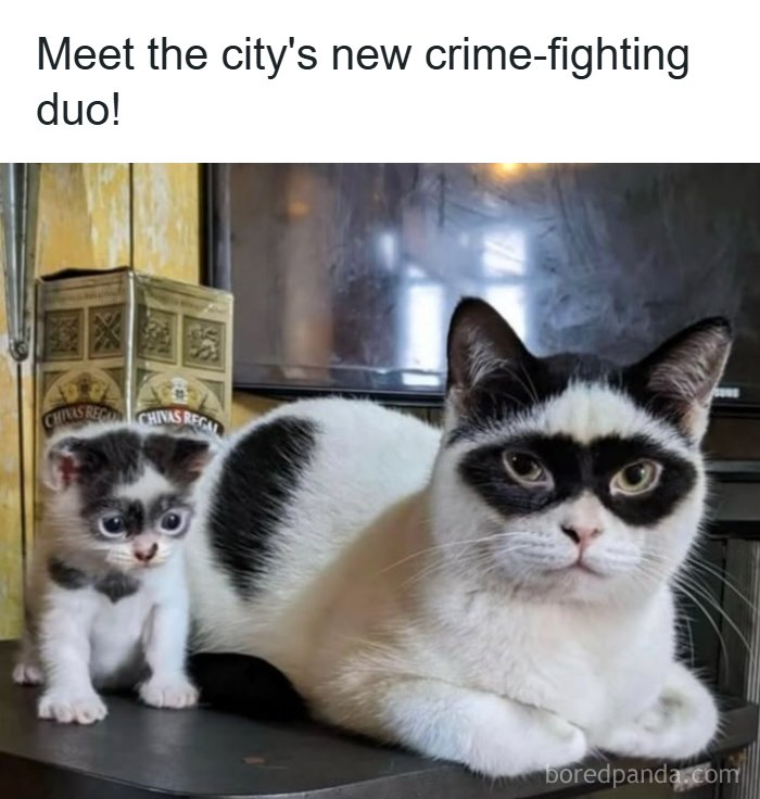 134 Funny And Adorable Animal Memes To Turn Your Day Around