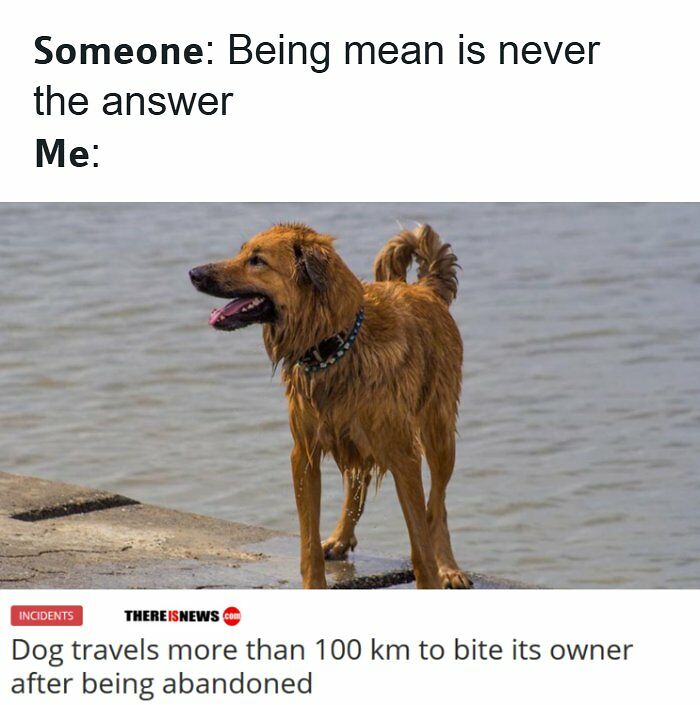 134 Funny And Adorable Animal Memes To Turn Your Day Around