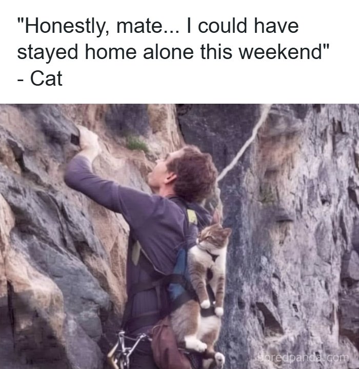 134 Funny And Adorable Animal Memes To Turn Your Day Around