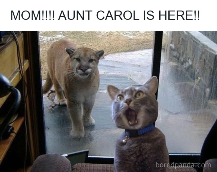 134 Funny And Adorable Animal Memes To Turn Your Day Around