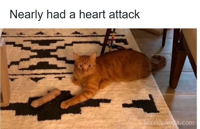 134 Funny And Adorable Animal Memes To Turn Your Day Around