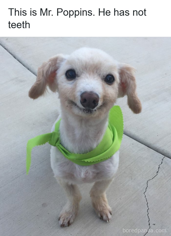 134 Funny And Adorable Animal Memes To Turn Your Day Around