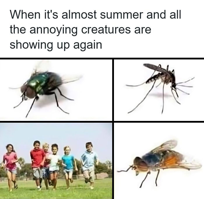134 Funny And Adorable Animal Memes To Turn Your Day Around