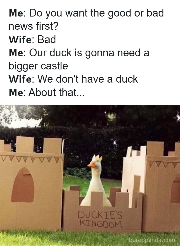 134 Funny And Adorable Animal Memes To Turn Your Day Around